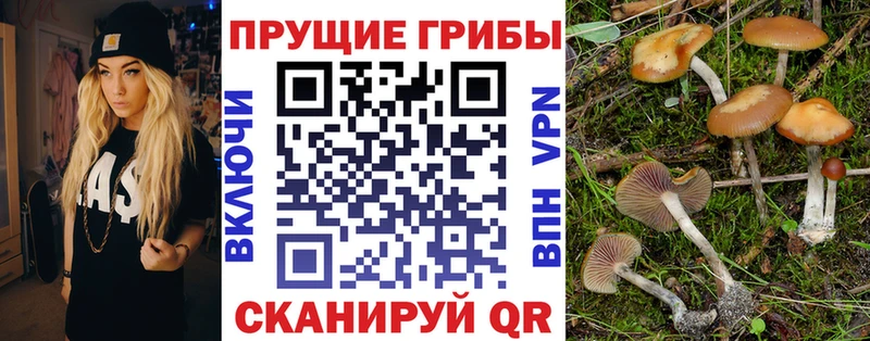 Псилоцибиновые грибы мицелий Фролово