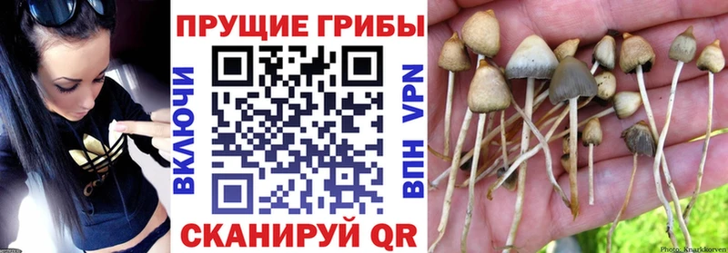 Псилоцибиновые грибы ЛСД  это телеграм  Фролово  купить  сайты 